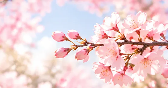 青空に咲く桜の枝